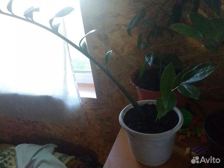 Замиокулькас