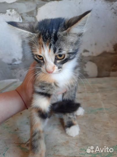 Котята в дар