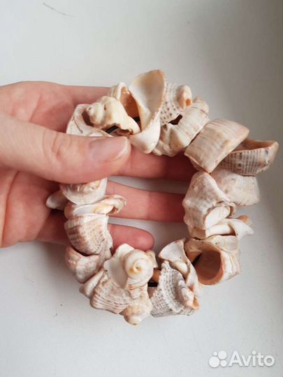 Морские ракушки раковины