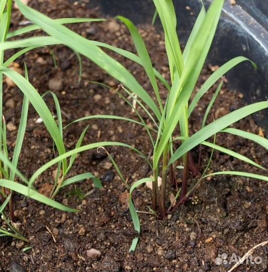 Лемонграсс