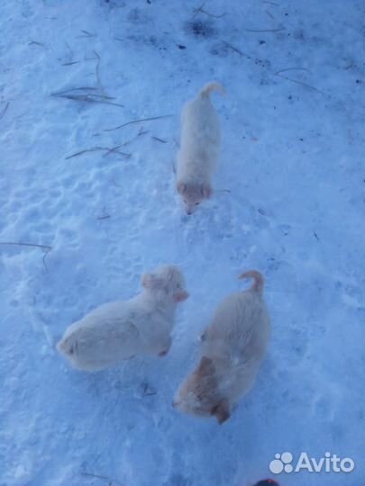 Щенки