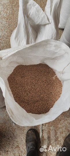 Пшеница зерно