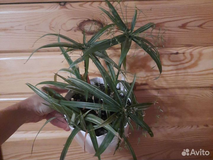 Домашние цветы, пеларгонии плющелистные