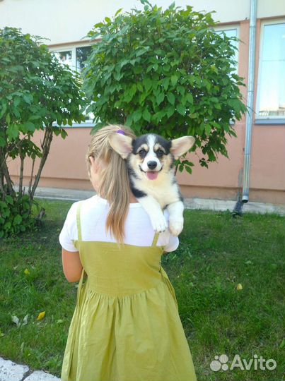 Девчушка корги