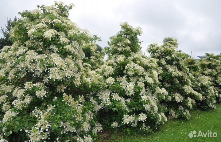 Гортензия черешковая петиоларис