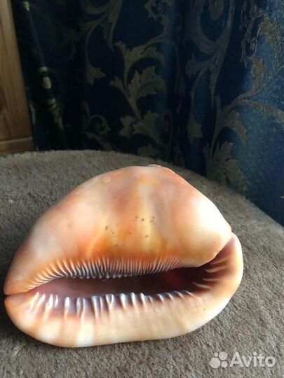 Ракушка морская большая из Кубы