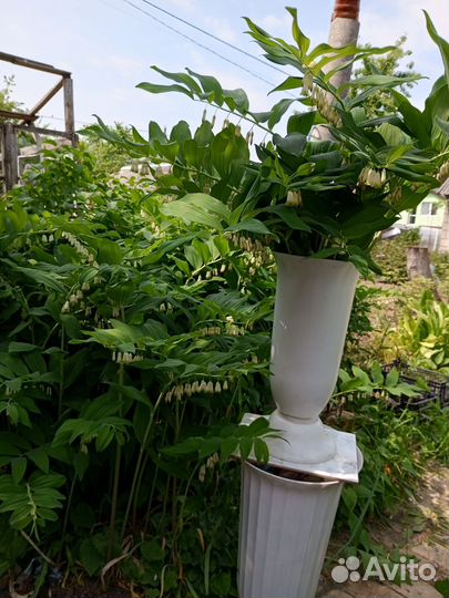 Примула ушковая