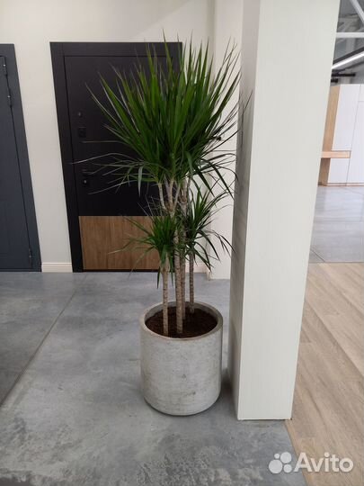 Кашпо. Вазоны. Горшки для цветов