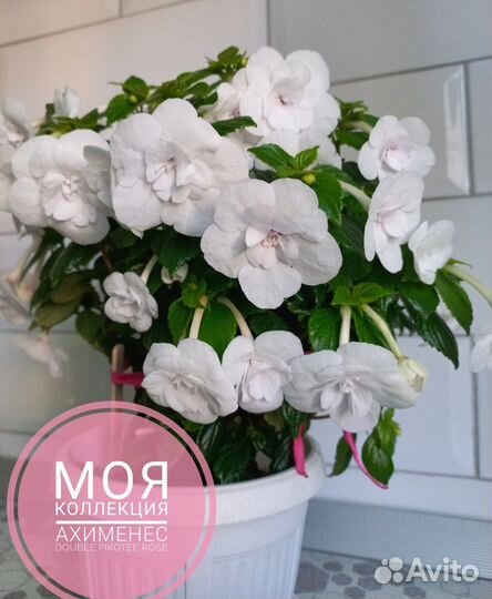 Комнатные цветы