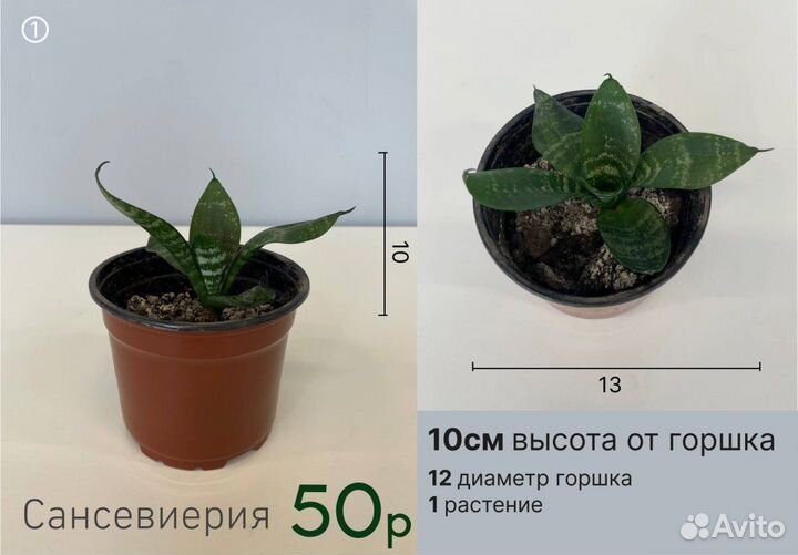 Сансивиерия ханни сансевиерия комнатный цветок