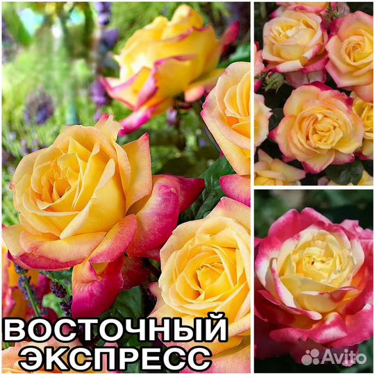 Кустовые розы саженцы