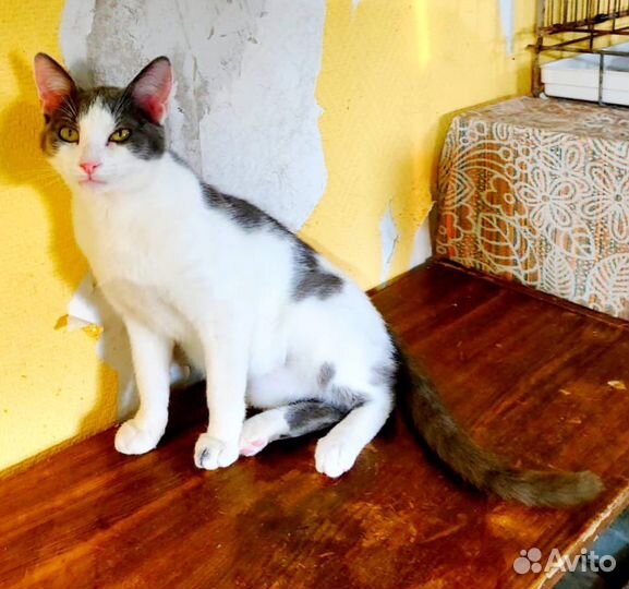 Котик из приюта ищет дом