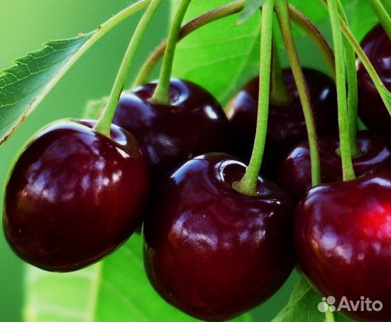 Садовые растения