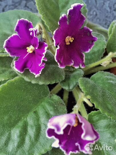 Молодая цветущая фиалка ав-Просто космос (спорт)