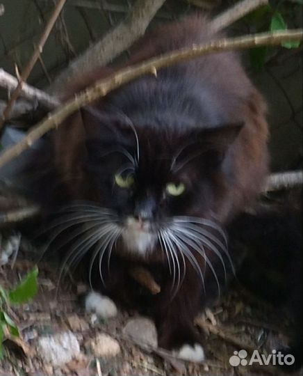 Котята милые ищут дом
