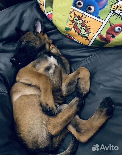 Щенок Малинуа