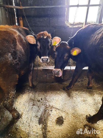 Корова, нетели и тёлки