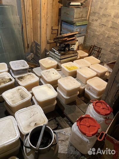 Мед подсолнечный оптом