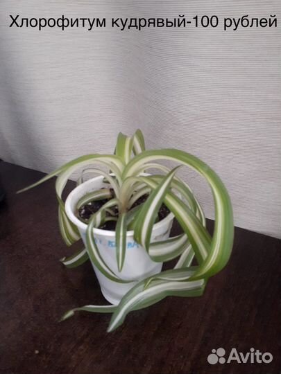 Бегония, пеперомия, плющ, аглаонема, традесканция