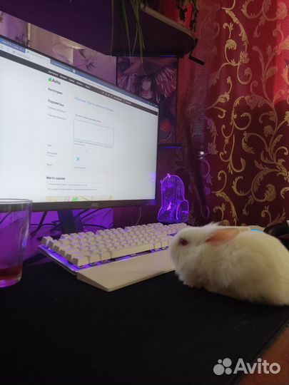 Ручные крольчата