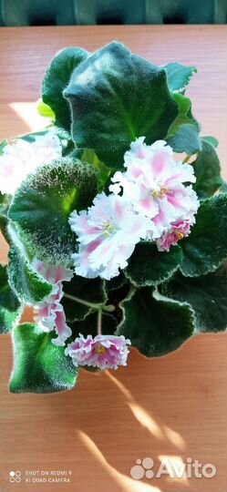 Бронь для Татьяны. Фиалка Румяные щечки