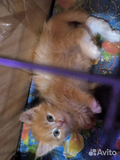 Котята в добрые руки бесплатно