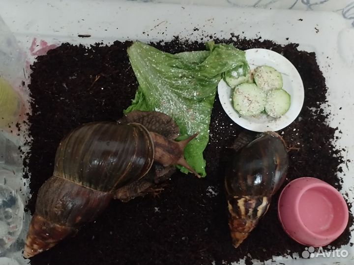 Улитки ахатины