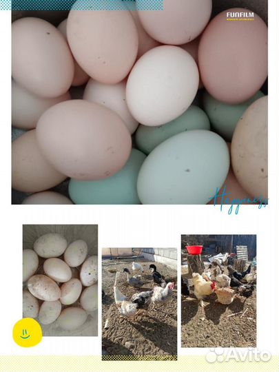 Яйца на инкубацию
