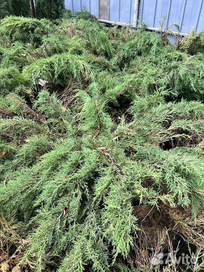 Можжевельник казацкий голубой