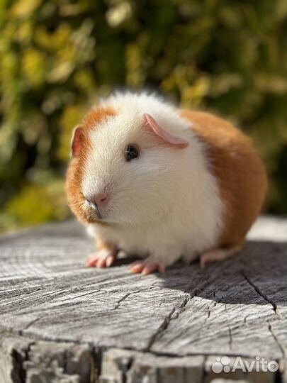 Морская свинка ам