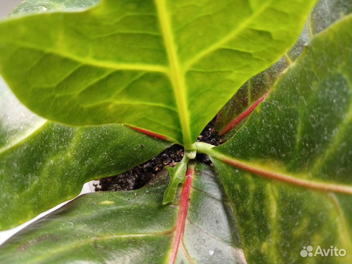 Кротон отросток