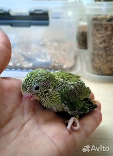 Воробьиный попугай