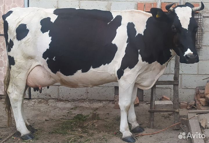 Корова высокоудойная