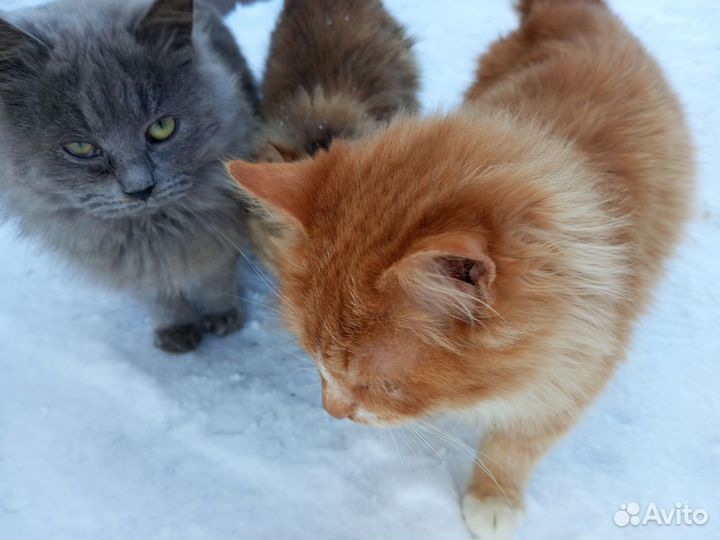 Котята в добрые руки