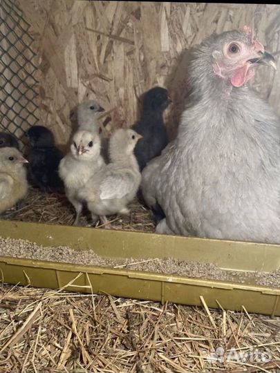 Петухи,цыплята и инкубационное яйцо