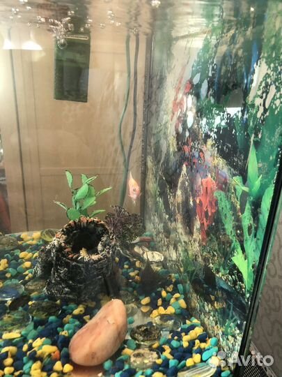 Аквариум