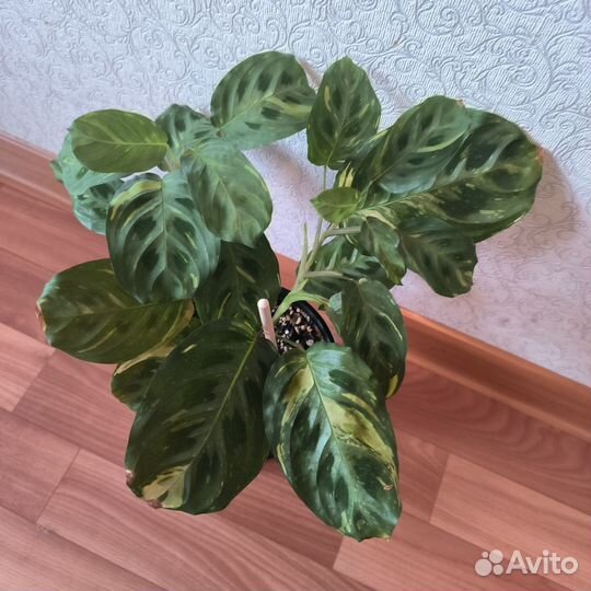 Маранта Бьюти Ким