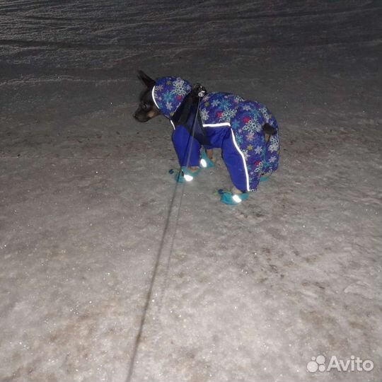 Курточка для мелких пород