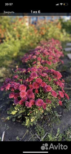 Цветы многолетники для сада