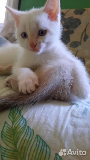 Здоровые котята