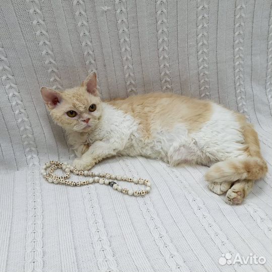 Кошечка с экзотическими корнями в добрые руки