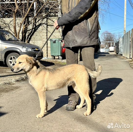 Умный молодой пёс в добрые руки