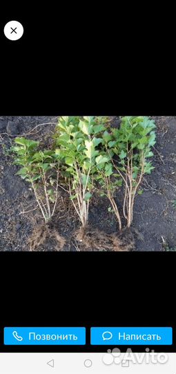 Саженцы клубники, крыжовника, смородины, вишни