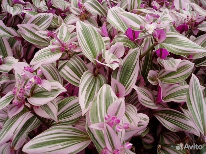 Традесканция сортовая