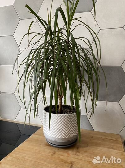 Пальма драцена