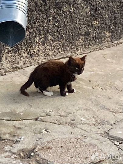 Котята в добрые руки мальчик черный