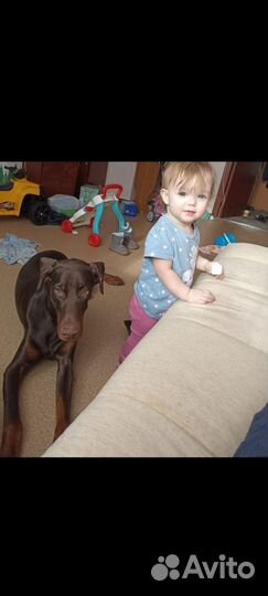 Собака доберман