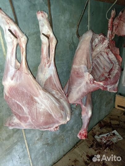 Мясо говядина для собак