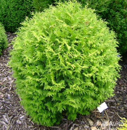 Туя шаровидная