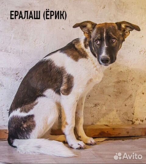 Собака в добрые руки